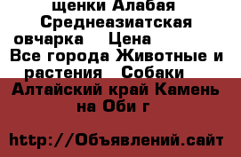 щенки Алабая (Среднеазиатская овчарка) › Цена ­ 15 000 - Все города Животные и растения » Собаки   . Алтайский край,Камень-на-Оби г.